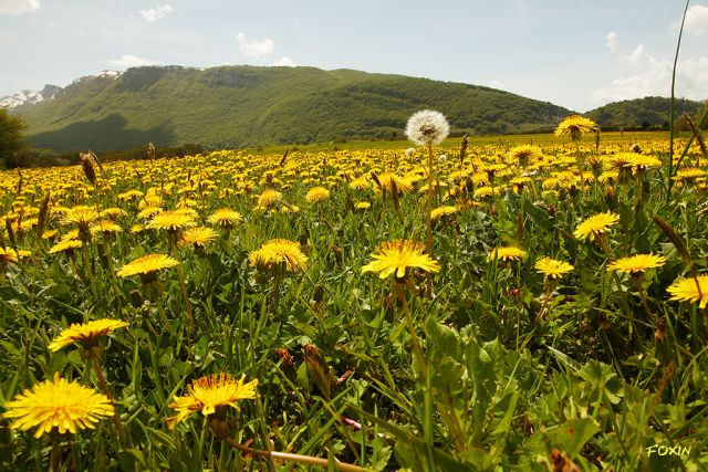 album/081 gialla_primavera.jpg
